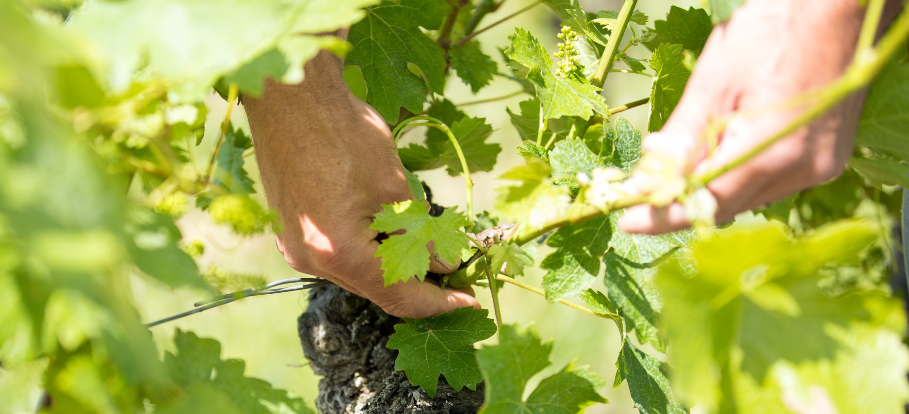 Photo de la coupe d'une grappe de raisin