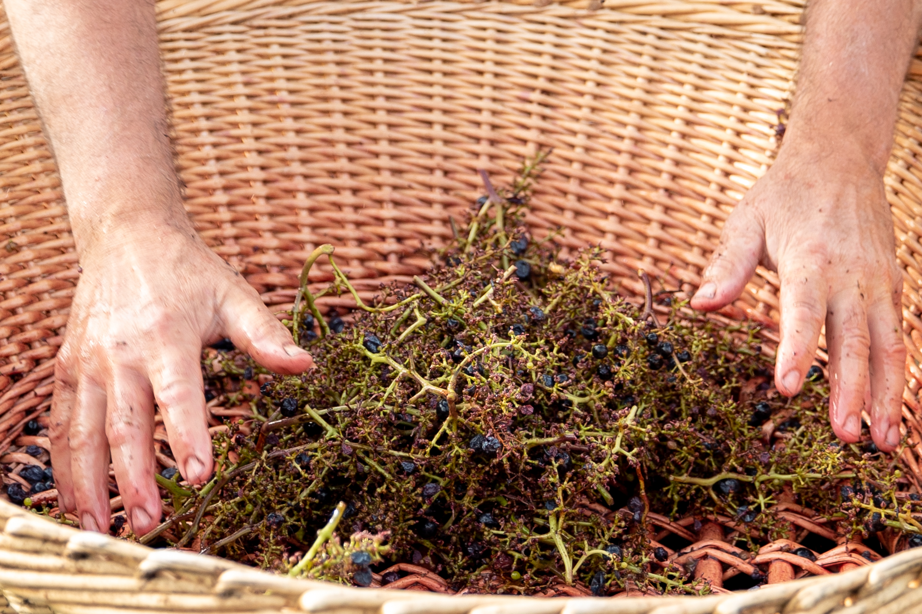 Photo du ramassage des grappes de raisin