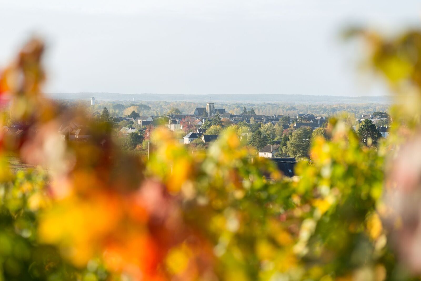 Photo de la vue des vignes