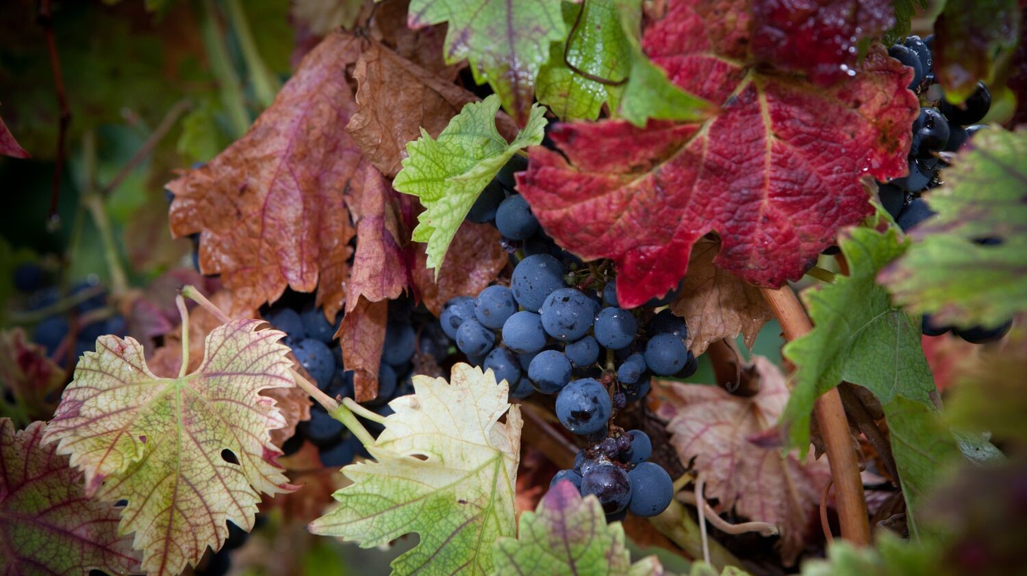 Photo de vignes